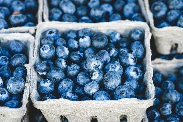 Maine produces more than 90 per cent of the country's blueberries. 