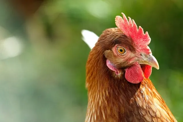There are more chickens in the world than any other species of birds.