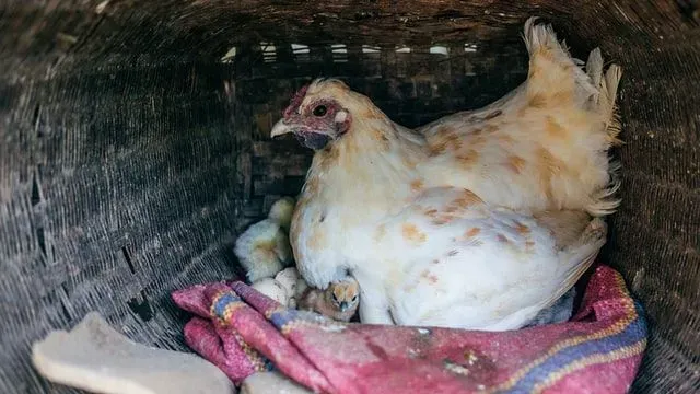 Hens like to lay their eggs in a quiet place of safety, like a nest or hen house.