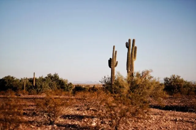 Just under 10% of Texas' land is desert.