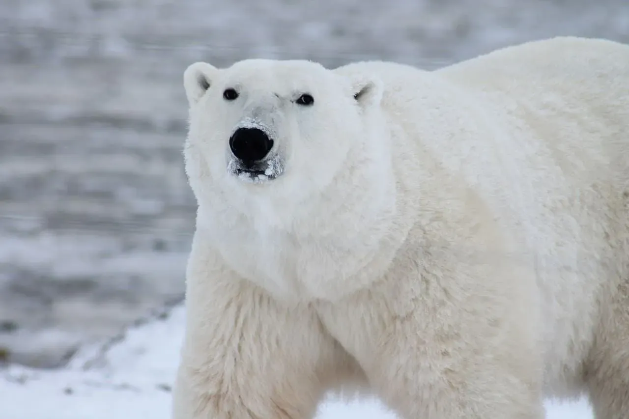 Polar bears are the largest species of bear.