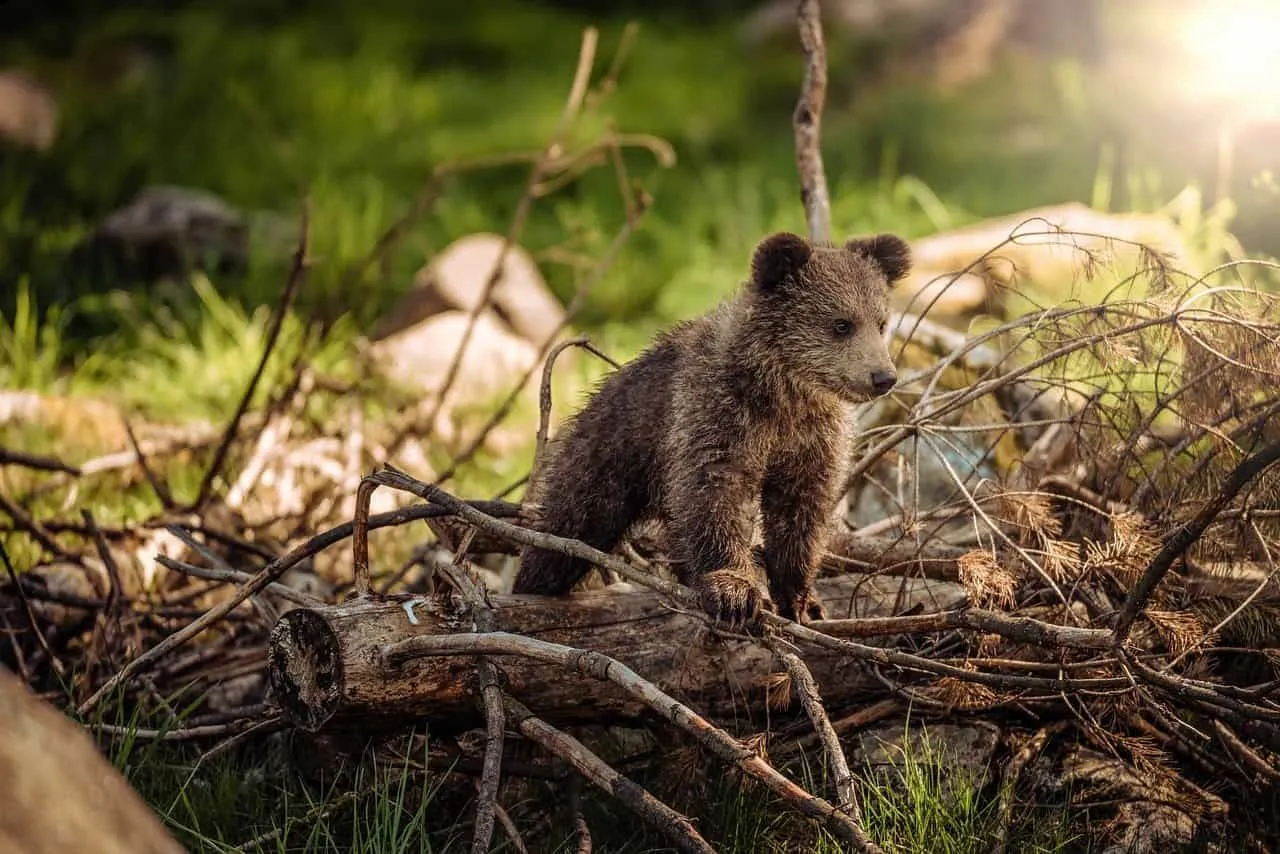 Cubs stay with their mothers for up to two years.