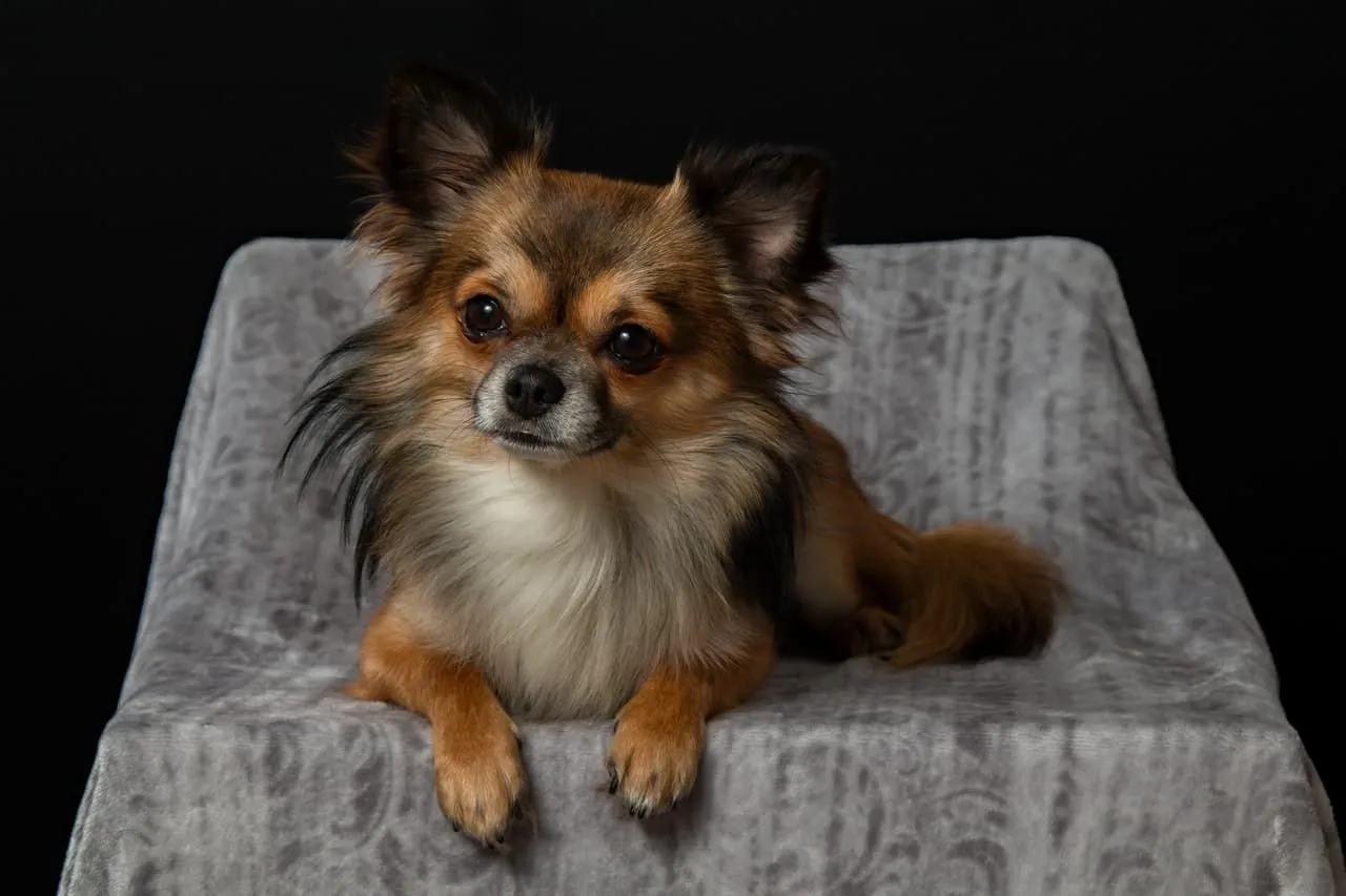 There are two types of chihuahua: long haired and short haired.
