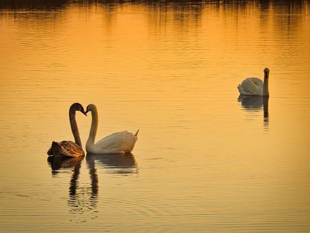 Swans symbolize love and are often shown with their necks intertwined to form a heart.