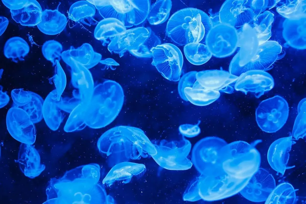 Roughly half of all jellyfish can glow in the dark. 