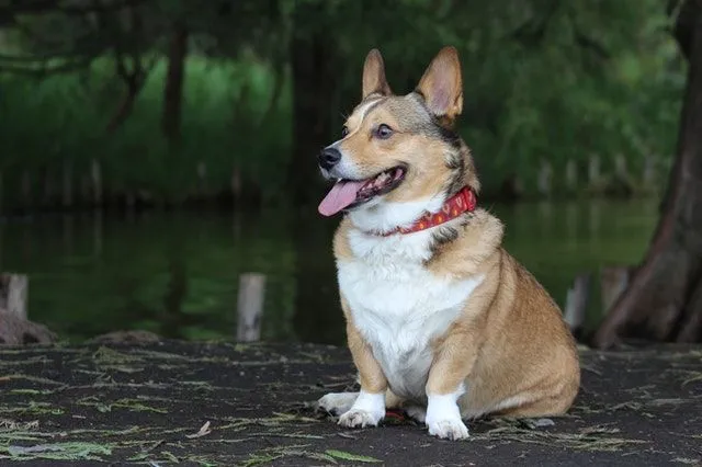 Corgis are really playful and can be a great topic to create jokes on.