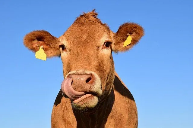 Your cow deserves a funny name.