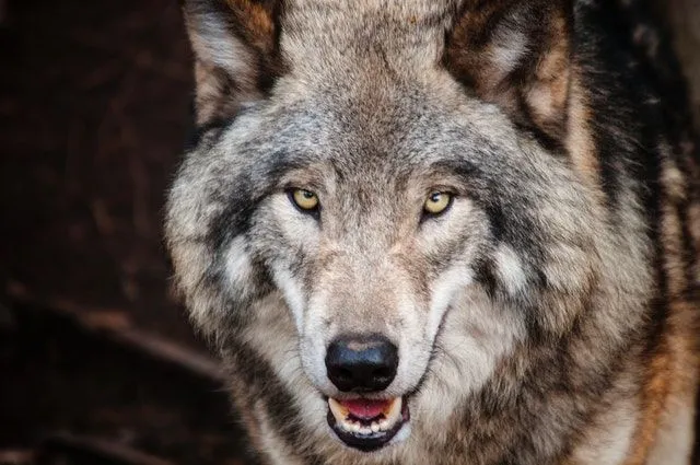 100+ Badass Wolf Names With Meanings To Inspire You | Kidadl