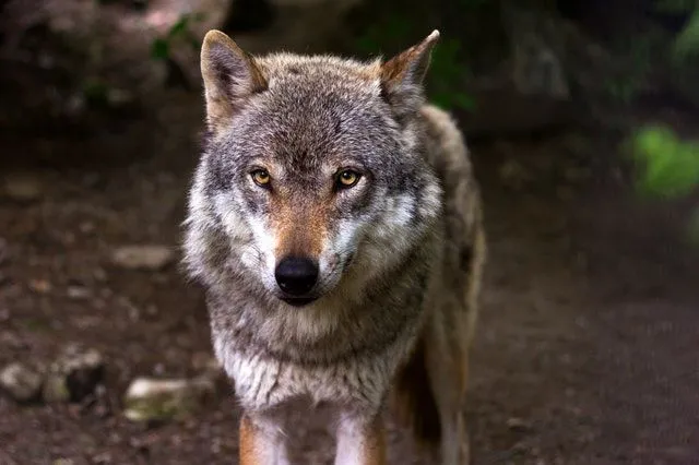 Pick from our list of famous wolf names.