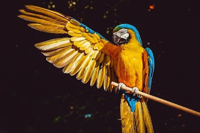 A perfect name for a parrot should be unique