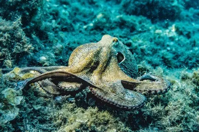 An octopus is an amazing and powerful eight-limbed mollusc