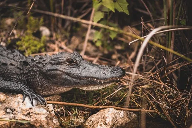 Alligators can be great pets if you are brave enough.