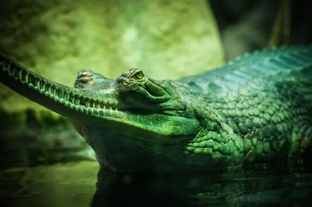 The size of a baby alligator is less than one foot at the time of birth.