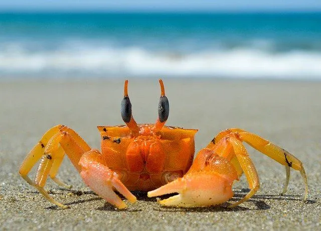 A crab name should be cool and creative.
