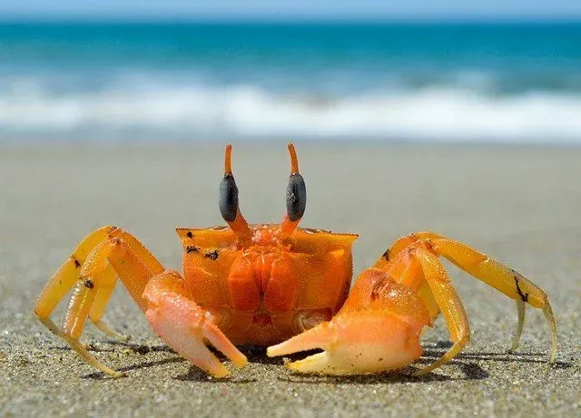 160 Handpicked Crab Names For Your Pet