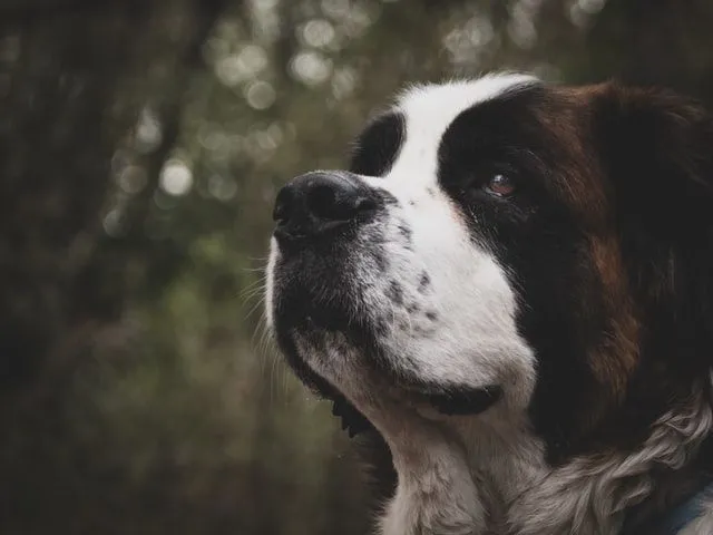 St. Bernard dogs are usually found in the Alps.\