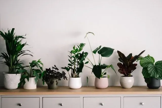There are common house plant names as well as tropical house plants names on this list .