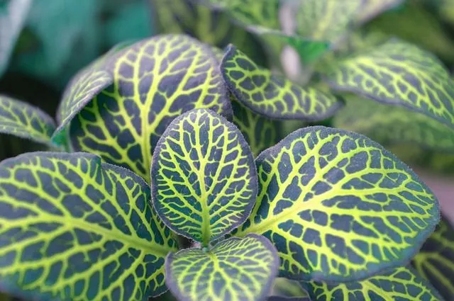 Beginners can easily start with these type of plants that are easy to care for.