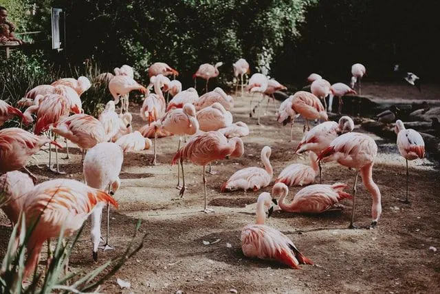 The flamingoes, when someone tries to get on their nerves, say "Don't make me put my foot down".
