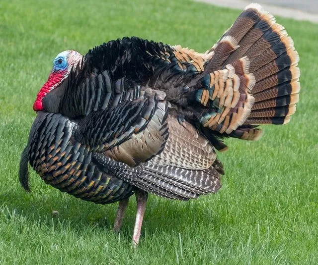 Turkeys are an important part of Thanksgiving.