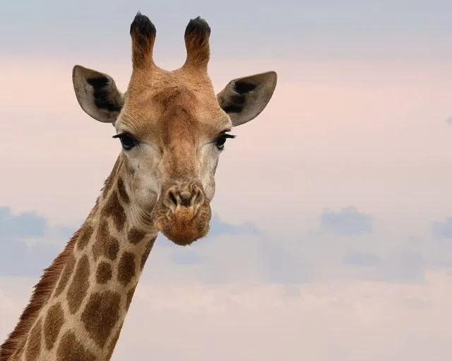 Giraffe babies are undoubtedly cute so why their names need to be cute too!