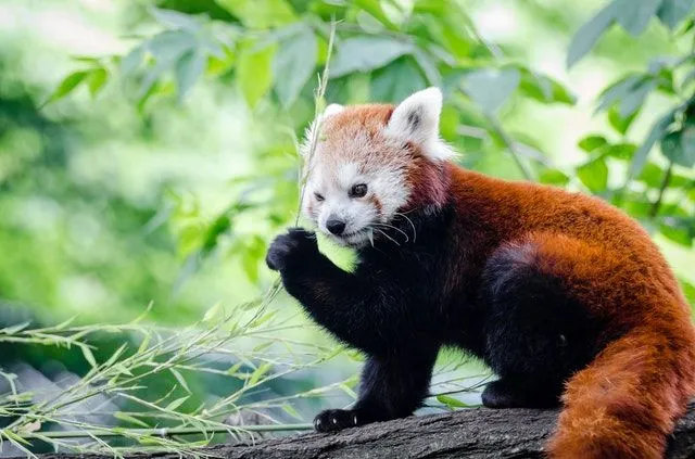 Red pandas are beautiful animals.