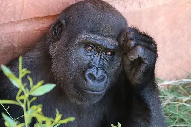 Gorillas are remarkable creatures that need to be protected.