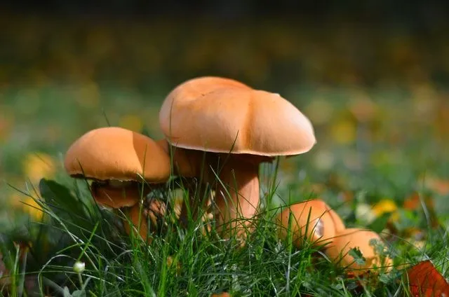 50+ Best Mushrooms Puns That Are Really Fungi | Kidadl