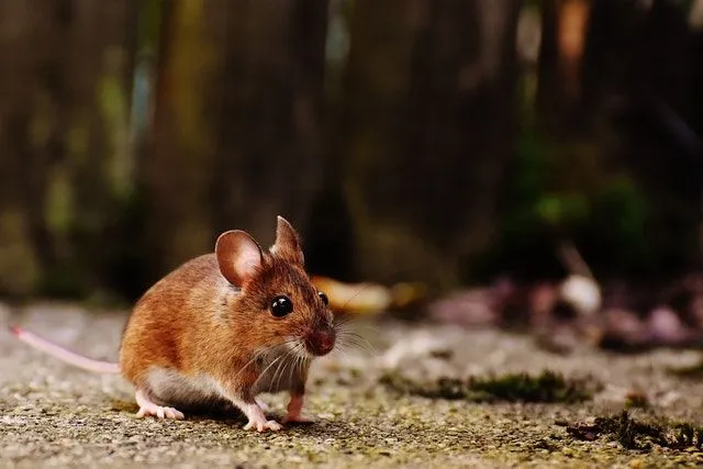Mouse jokes about small furry mice will have you squeaking with laughter!