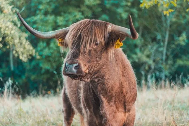 40 Bull Names That Are Funny, Cute, And Cool