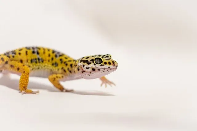 Pick fun and unique leopard gecko names.)