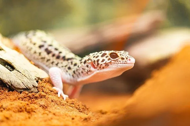 Why not also look at gender neutral leopard gecko names?