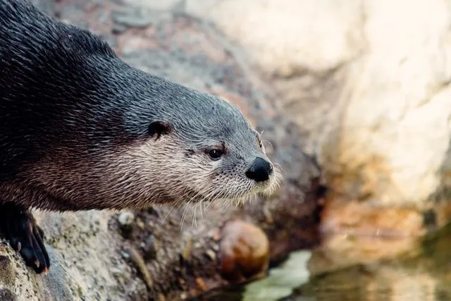 Otter names can be based on famous characters.