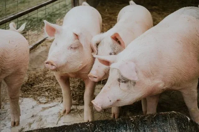 People all around the world have pet pigs.