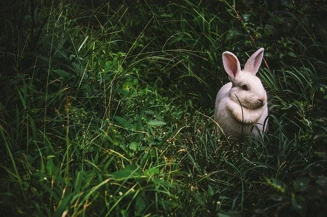 Rabbit puns will make you hop just like rabbits.