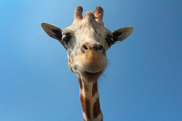 Giraffe puns can be a brilliant choice in conversations.