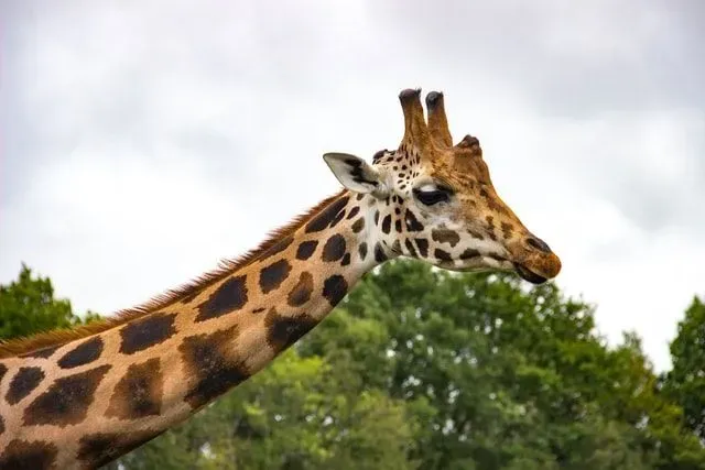 Giraffe necks are the tallest, and you can make giraffe jokes about it.