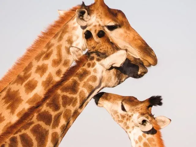 It is difficult for a giraffe to find a birthday gift for another giraffe sometimes.