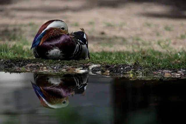 Funny duck puns and quotes will look great on your Instagram feed.