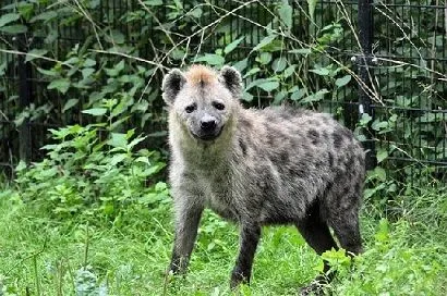Some hyena names are very funny.