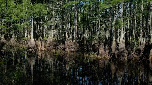 Do you know the popular wet and dry swamps of the world? Check out this thorough swamp names list to end your search.