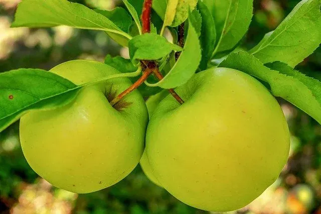 Green Apples symbolize a young Giving Tree.