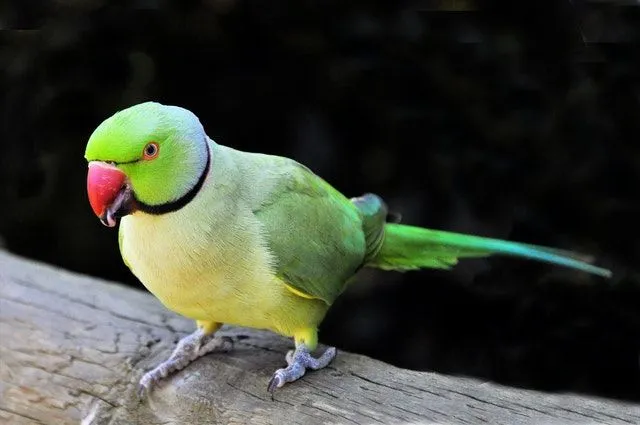 Indian Ringneck parrots are some of the most popular pets!