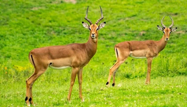Wild Antelopes are some of the fastest preys a wild cat has to hunt.