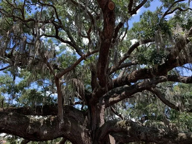 Ents were interesting creatures in the books of Tolkien.