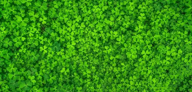 Why not try out this Saint Patrick's day quiz?