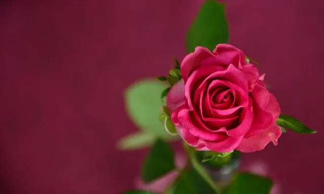How much do you know about the roses that are given on Valentine's Day?