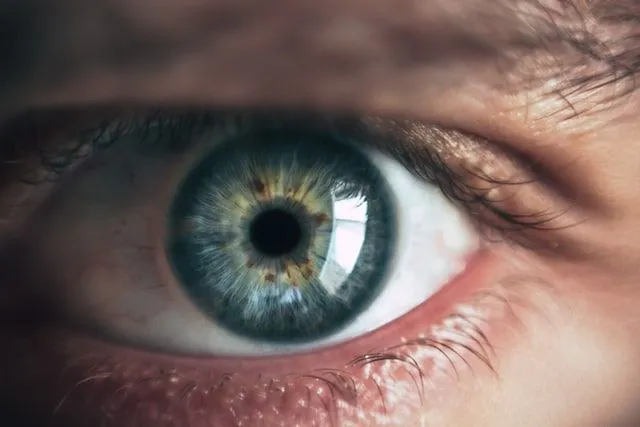 The eye has an iris, retina and cornea.
