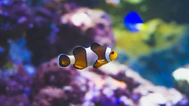 Test your knowledge of 'Finding Nemo' in this Disney-Pixar quiz.