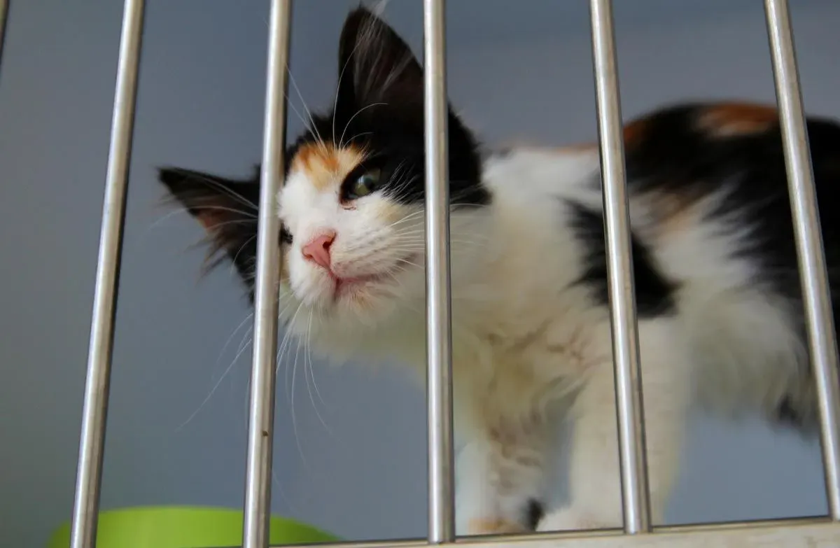 Animal shelters are sometimes compelled to put the strays down, largely due to lack of space.
